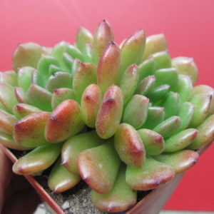 Echeveria Fantasia Carol