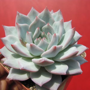 Echeveria Blue Bird