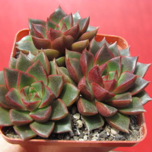 Echeveria   purpusorum  Red   3 разом