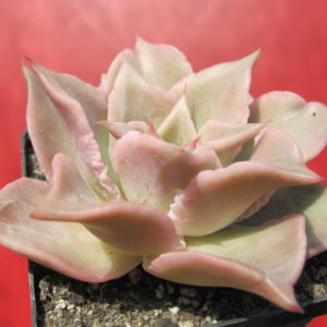 Echeveria  Madiba