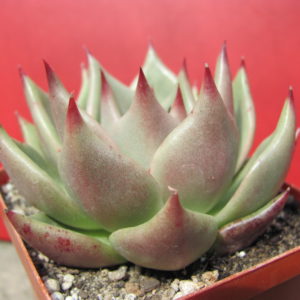 Echeveria  Romeo  x   Rubin