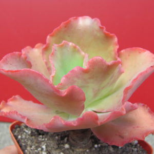 Echeveria   Aguarius Red