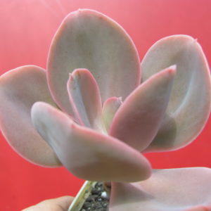 Echeveria  Fred Ives
