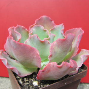 Echeveria  Blue Curls