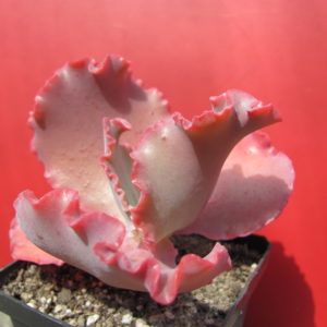 Echeveria  Silveron Red