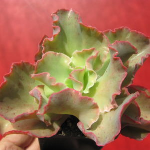 Echeveria