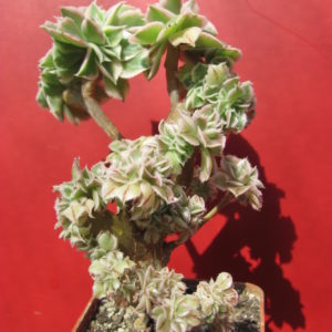 Aeonium Sunburst variegata cristata