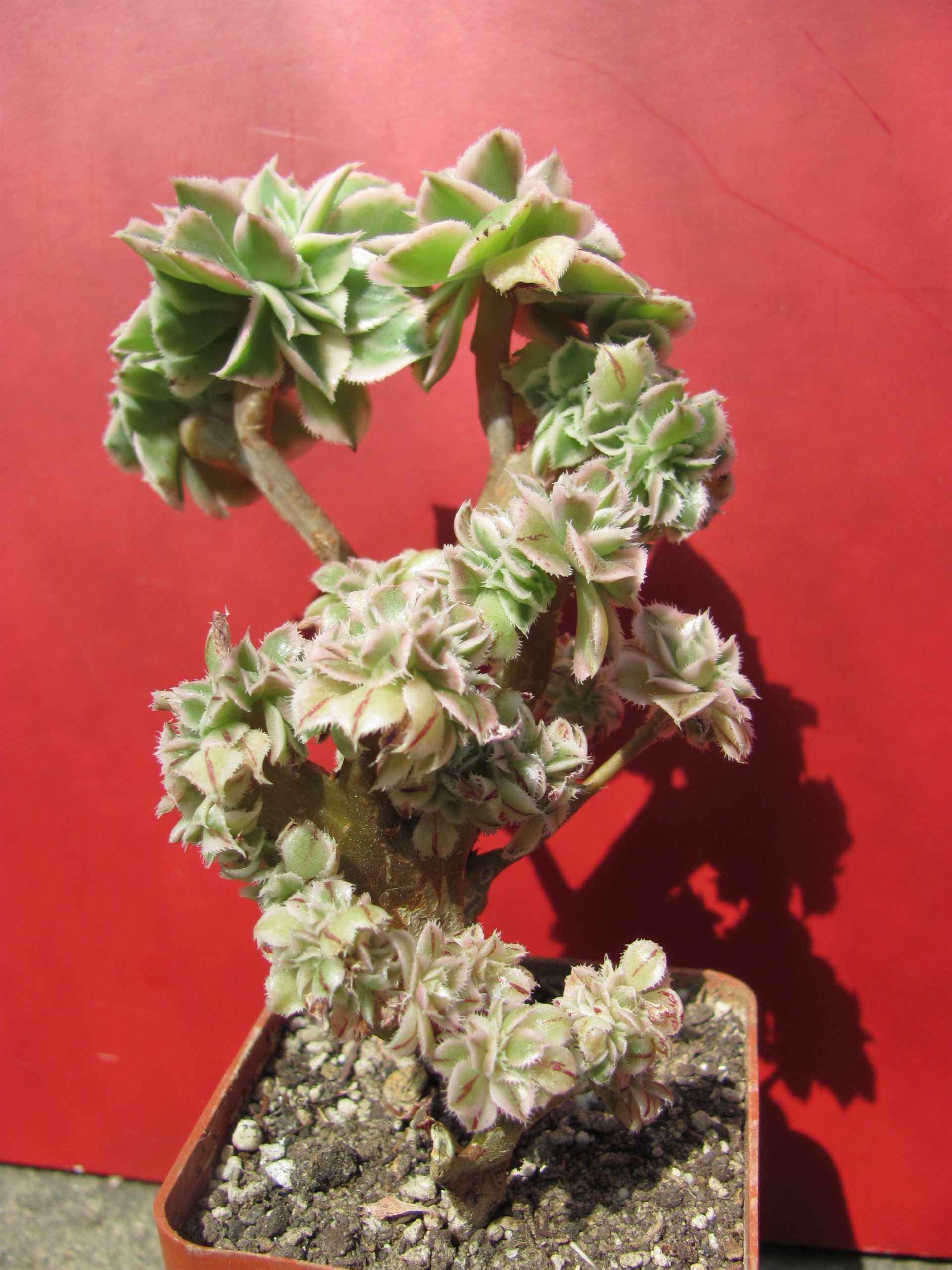 Aeonium Sunburst variegata cristata