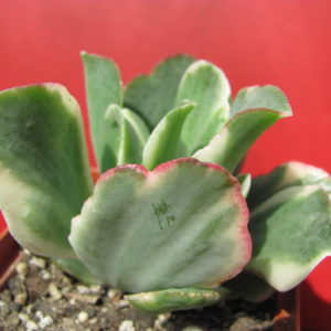 Crassula Blue Bird  variegata