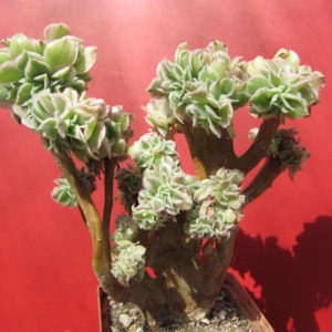 Aeonium  Sunburst  variegata cristata