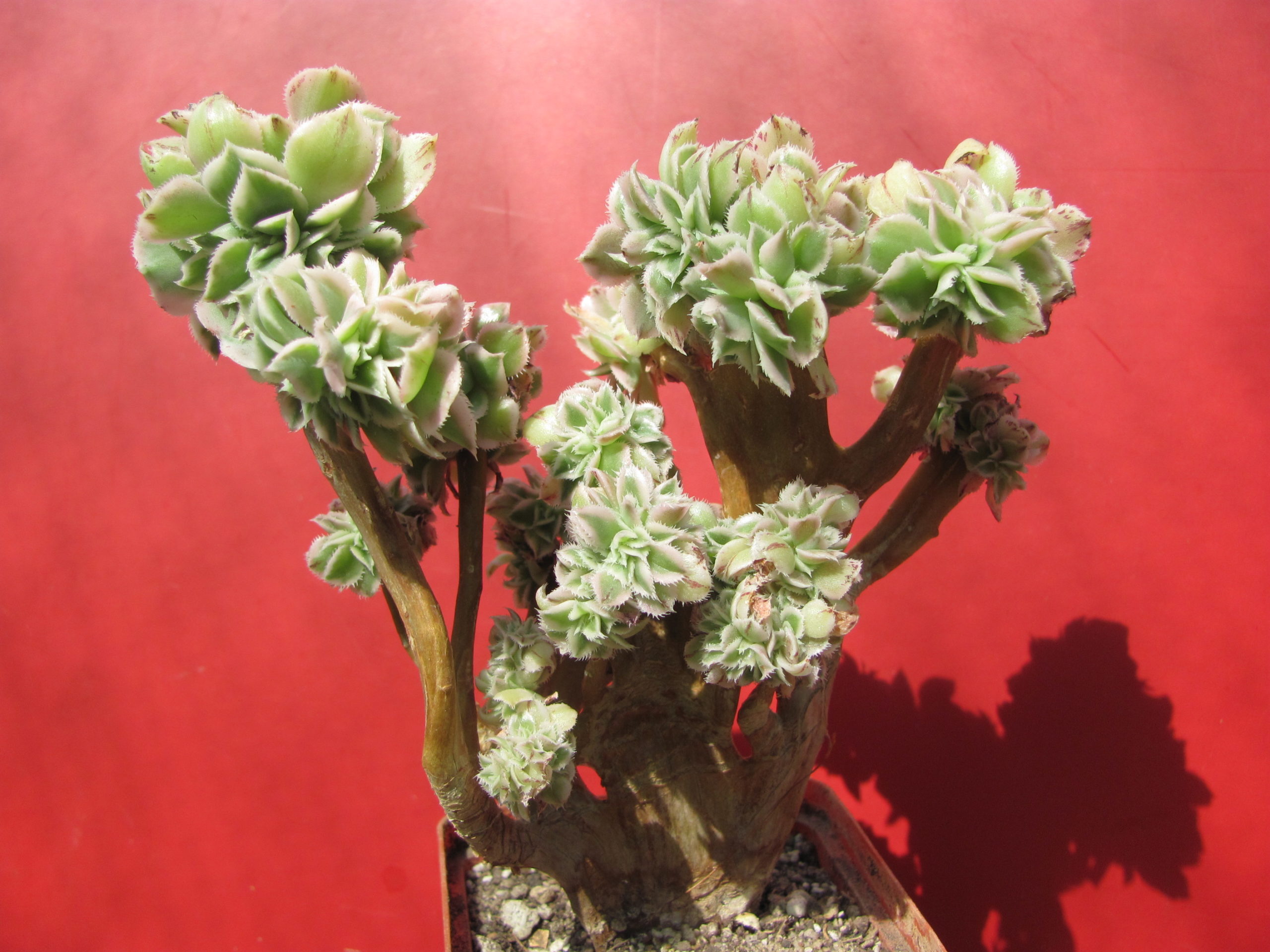Aeonium  Sunburst  variegata cristata