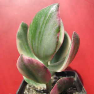 Crassula variegata