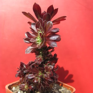 Aeonium cristata
