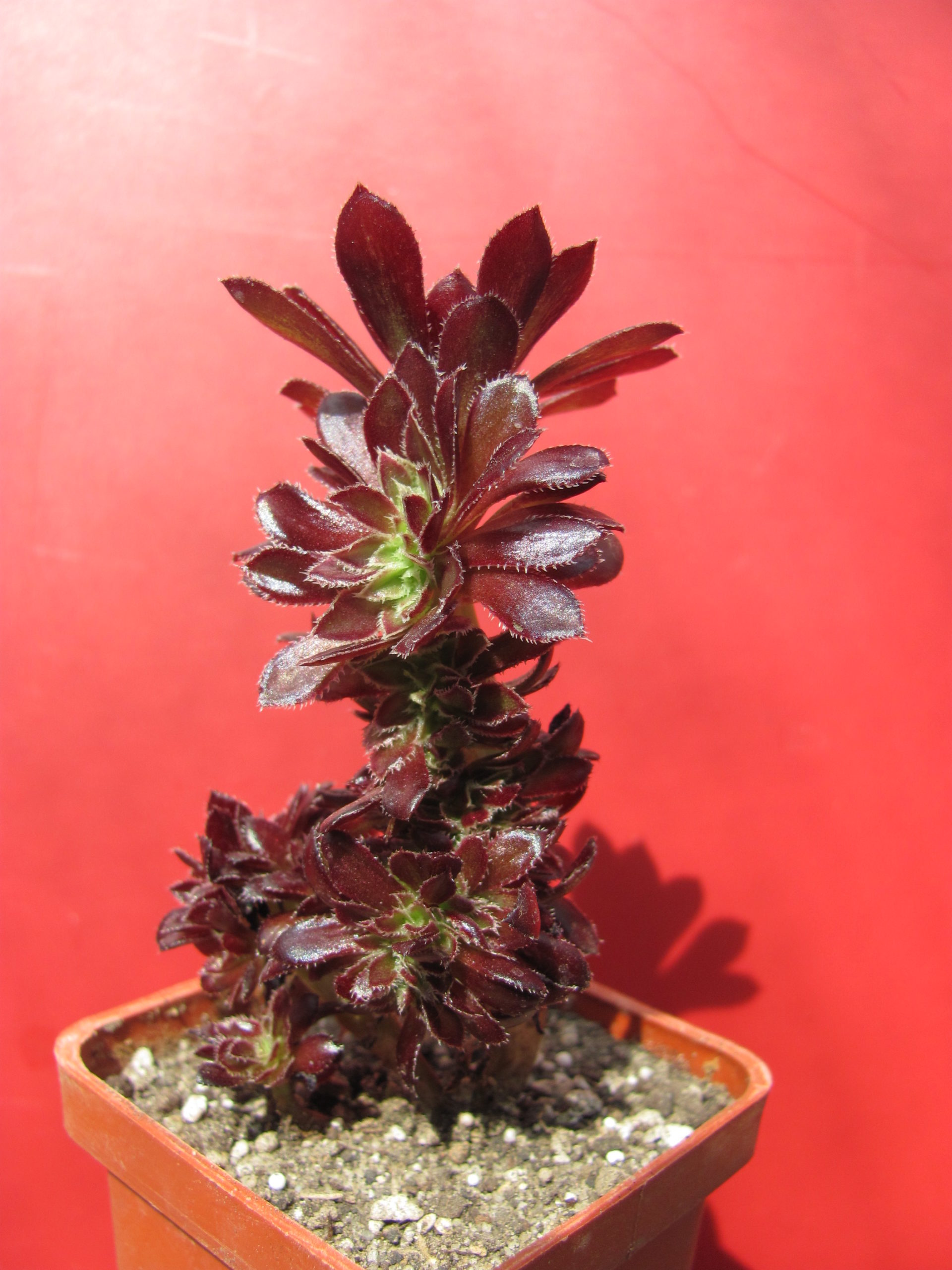 Aeonium cristata