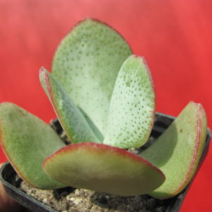 Crassula arborescens  *Silver Dollar*