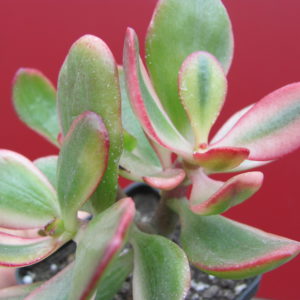 Crassula   Hummels Sunset variegata