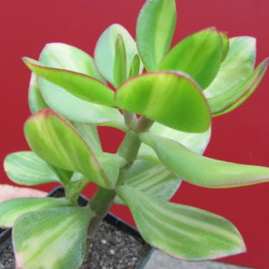 Crassula Solana