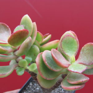 Crassula Hummels  Sunset    F2