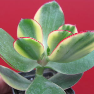 Crassula   * Maruba Nishiki* variegata