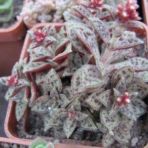 Crassula picturata