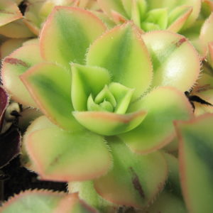 Aeonium   Florescens variegata