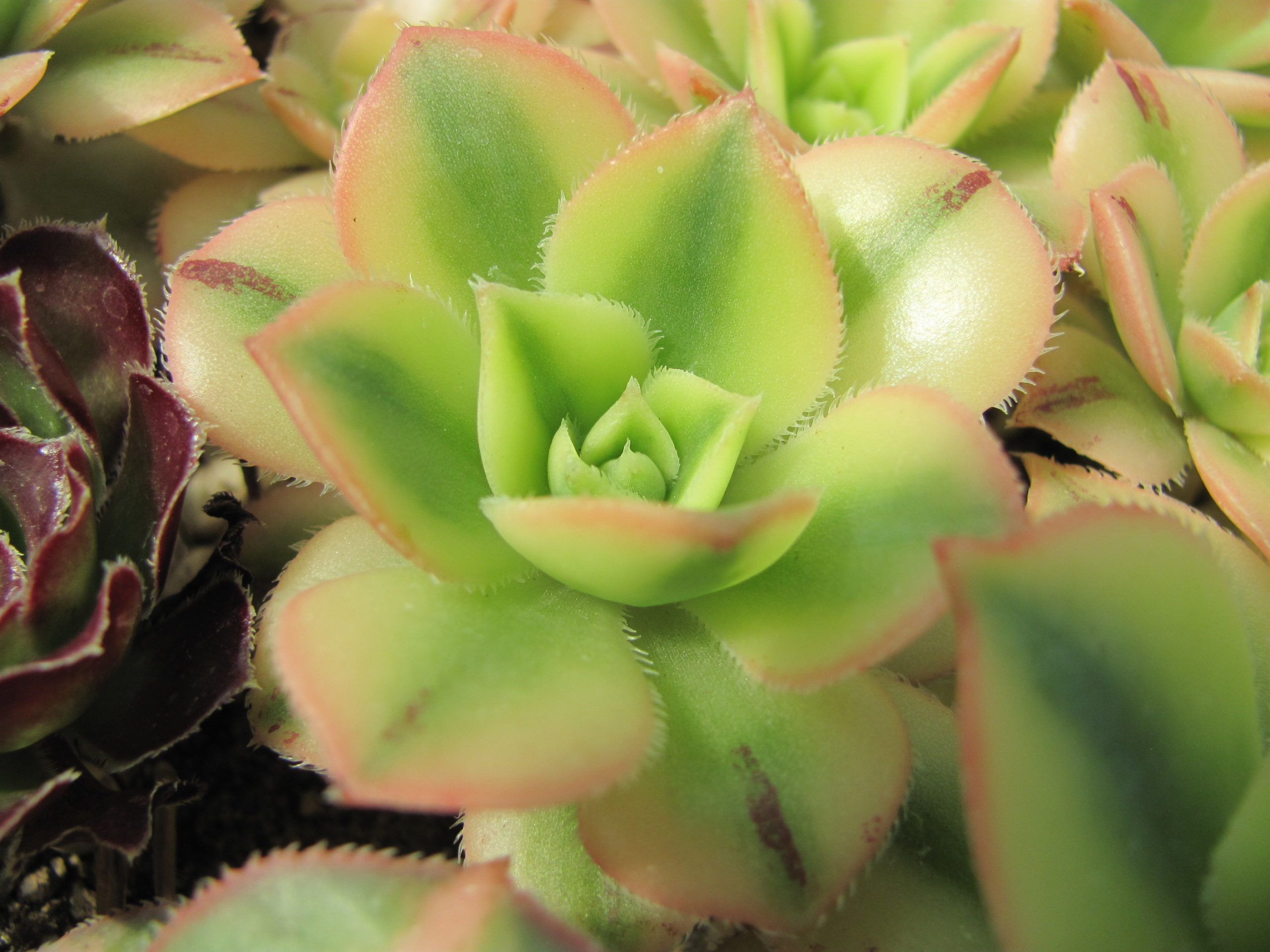 Aeonium   Florescens variegata