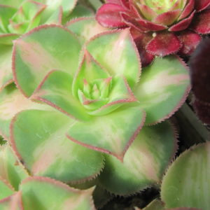 Aeonium Starburst variegata