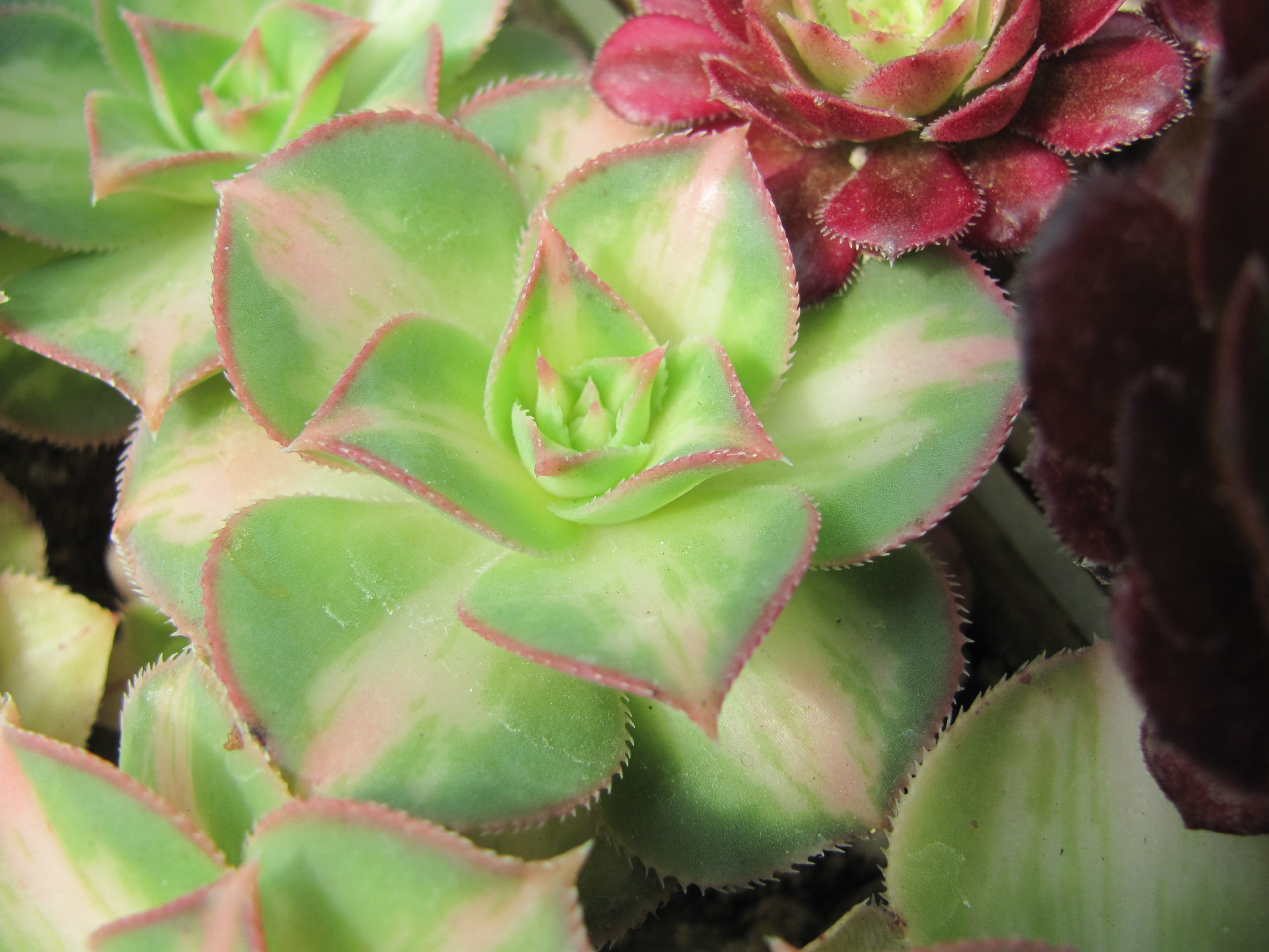 Aeonium Starburst variegata