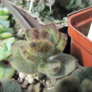 Kalanchoe tomentosa  *Teddy Bear*