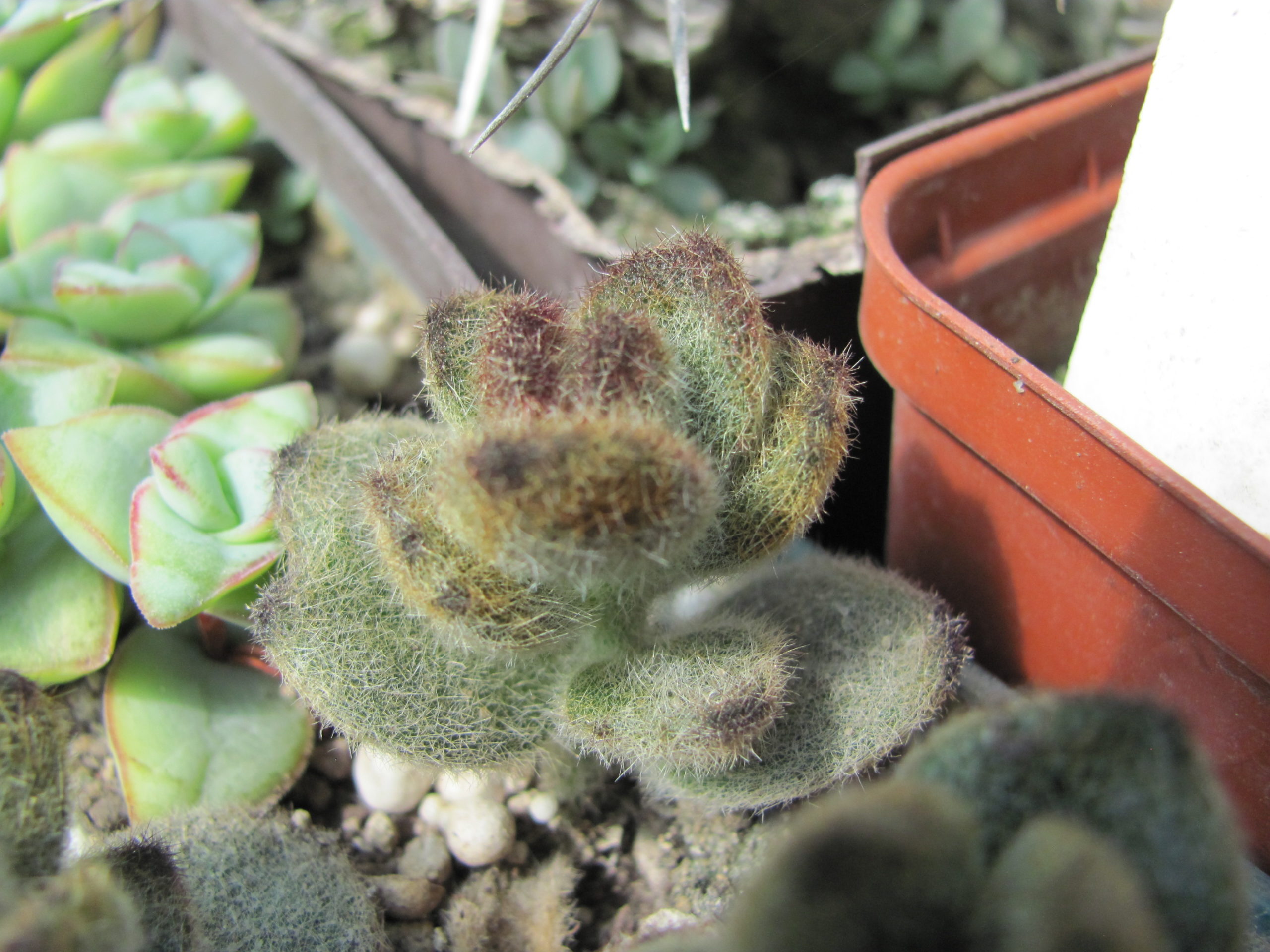 Kalanchoe tomentosa  *Teddy Bear*