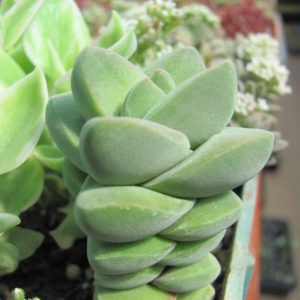 Crassula moonglow