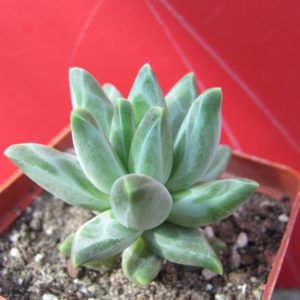 Pachyphytum compactum *Purple Diamond*
