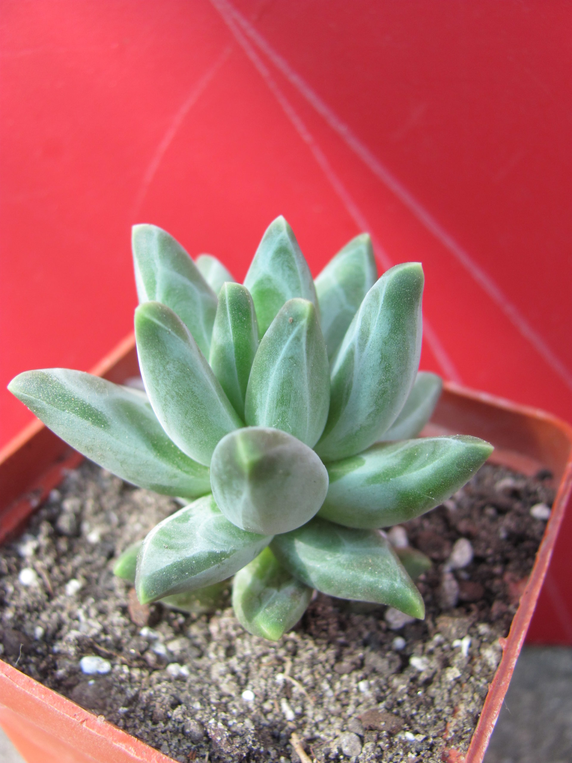Pachyphytum compactum *Purple Diamond*