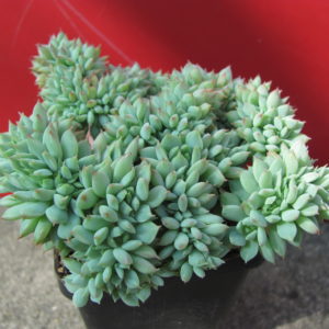 Echeveria  Ramillete cristata