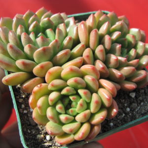 Echeveria  Bashful