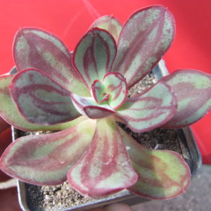 Echeveria nodulosa