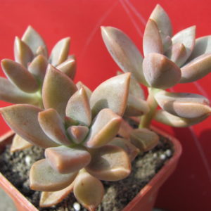 Sedeveria  Bronze Beauty
