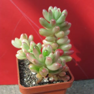 Sedum Aurora