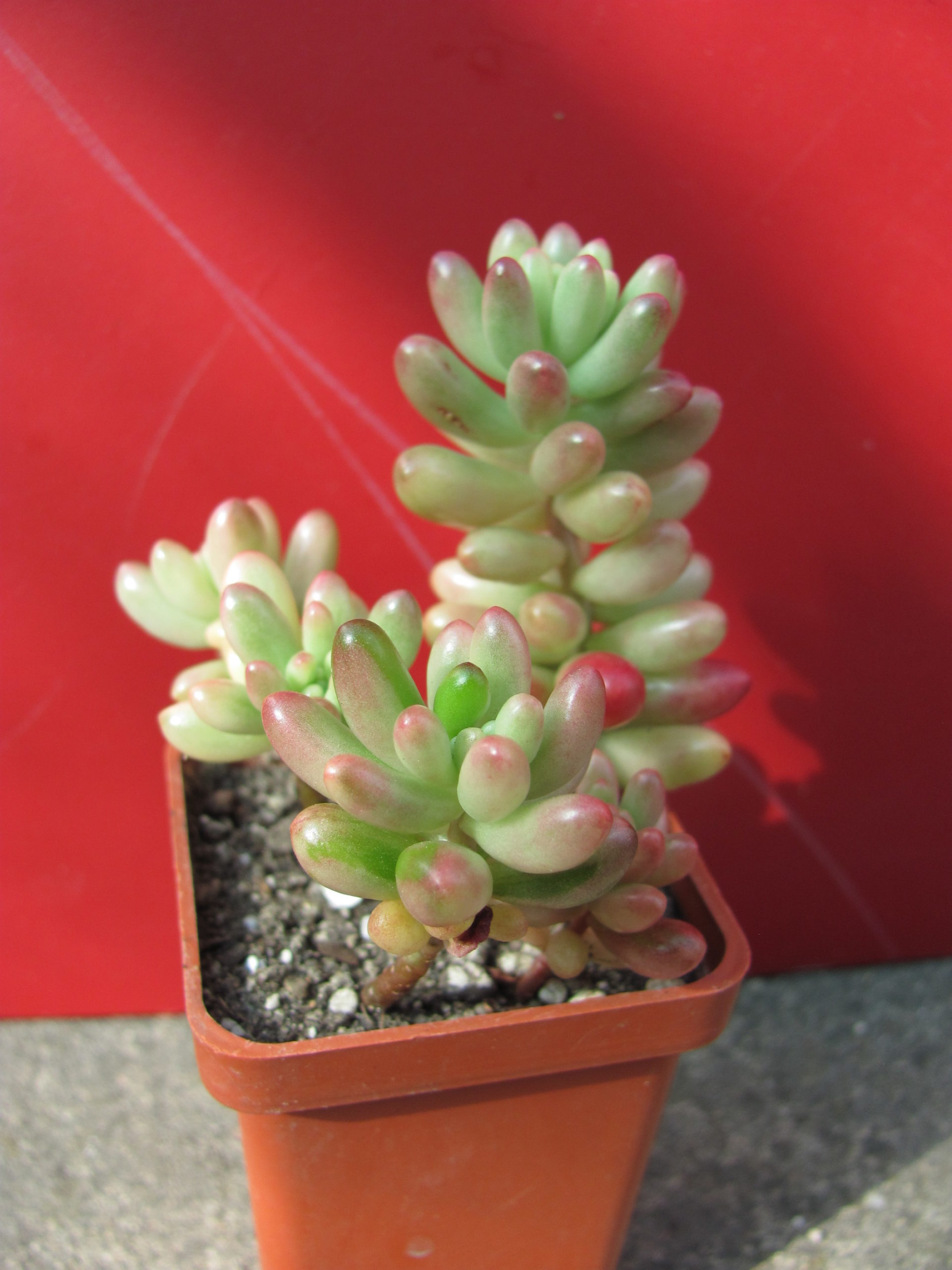 Sedum Aurora