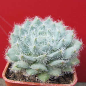 Echeveria   deminuta