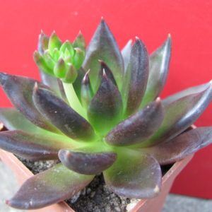 Echeveria   Black  Prince