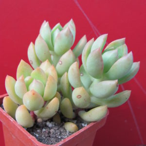 Sedum adolphi