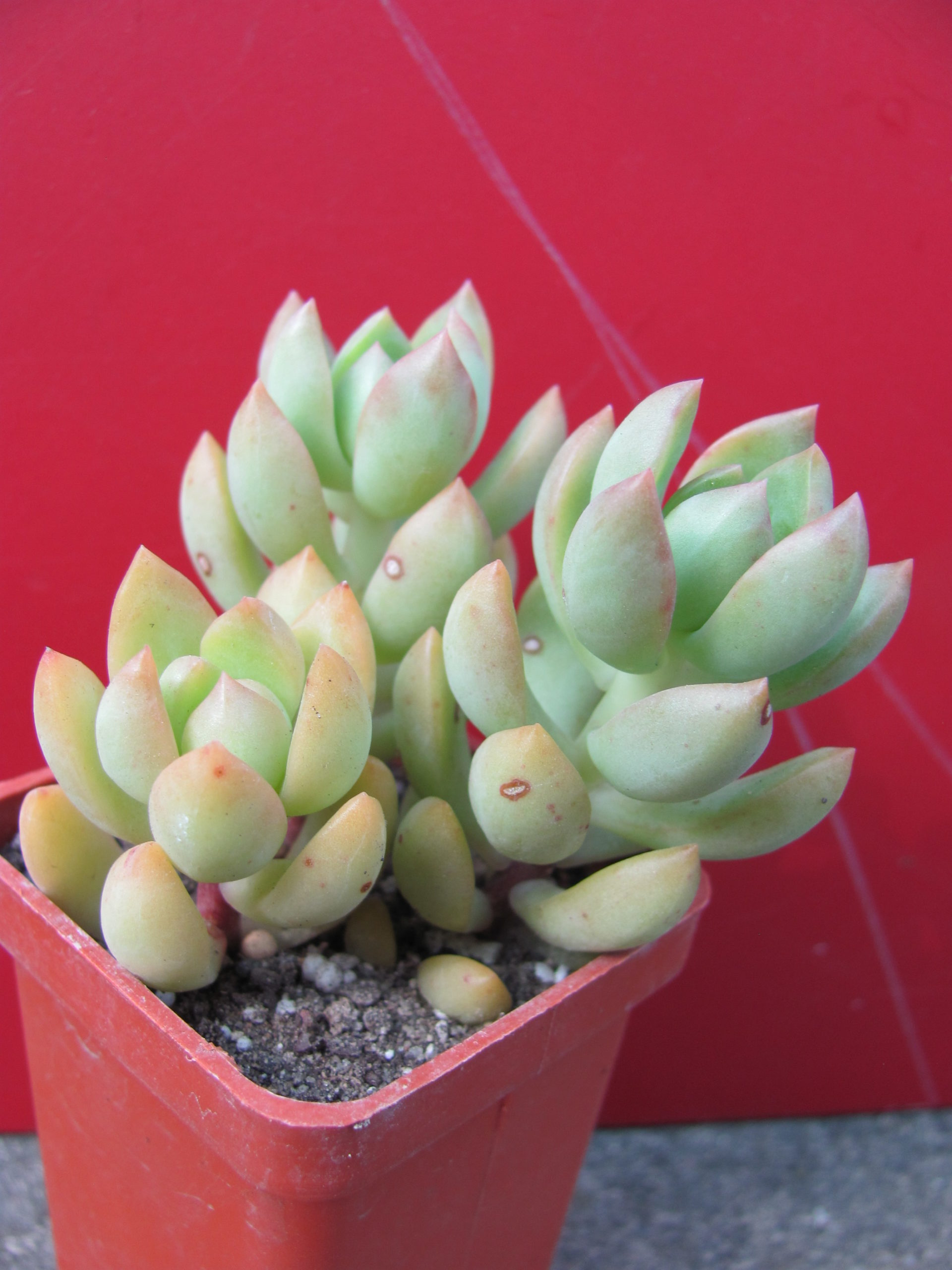 Sedum adolphi