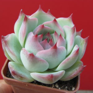 Echeveria  chihuahuensis  Ruby Blush