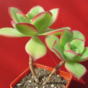 Aeonium  Kiwi