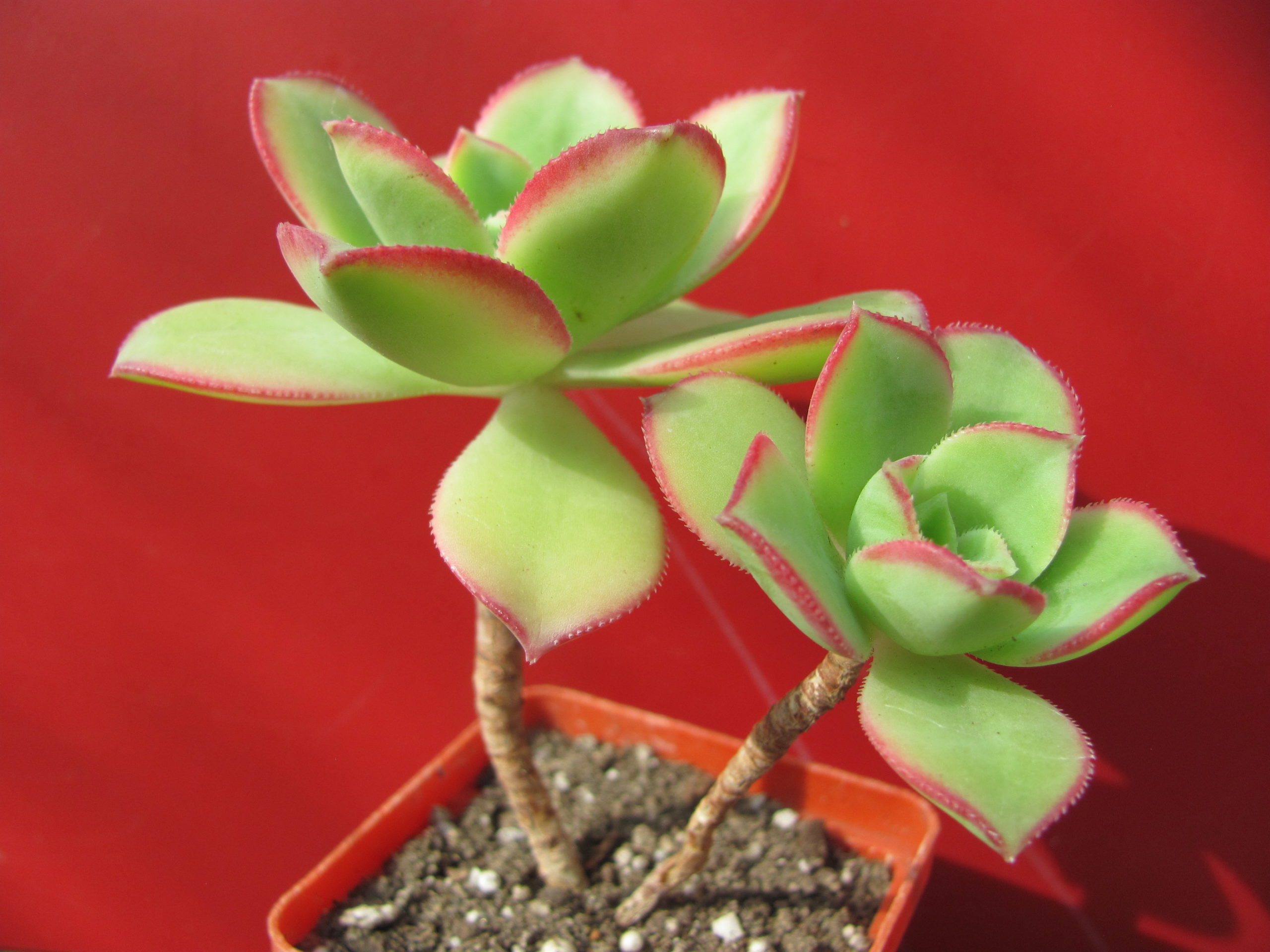 Aeonium  Kiwi
