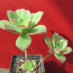 Aeonium   Kiwi