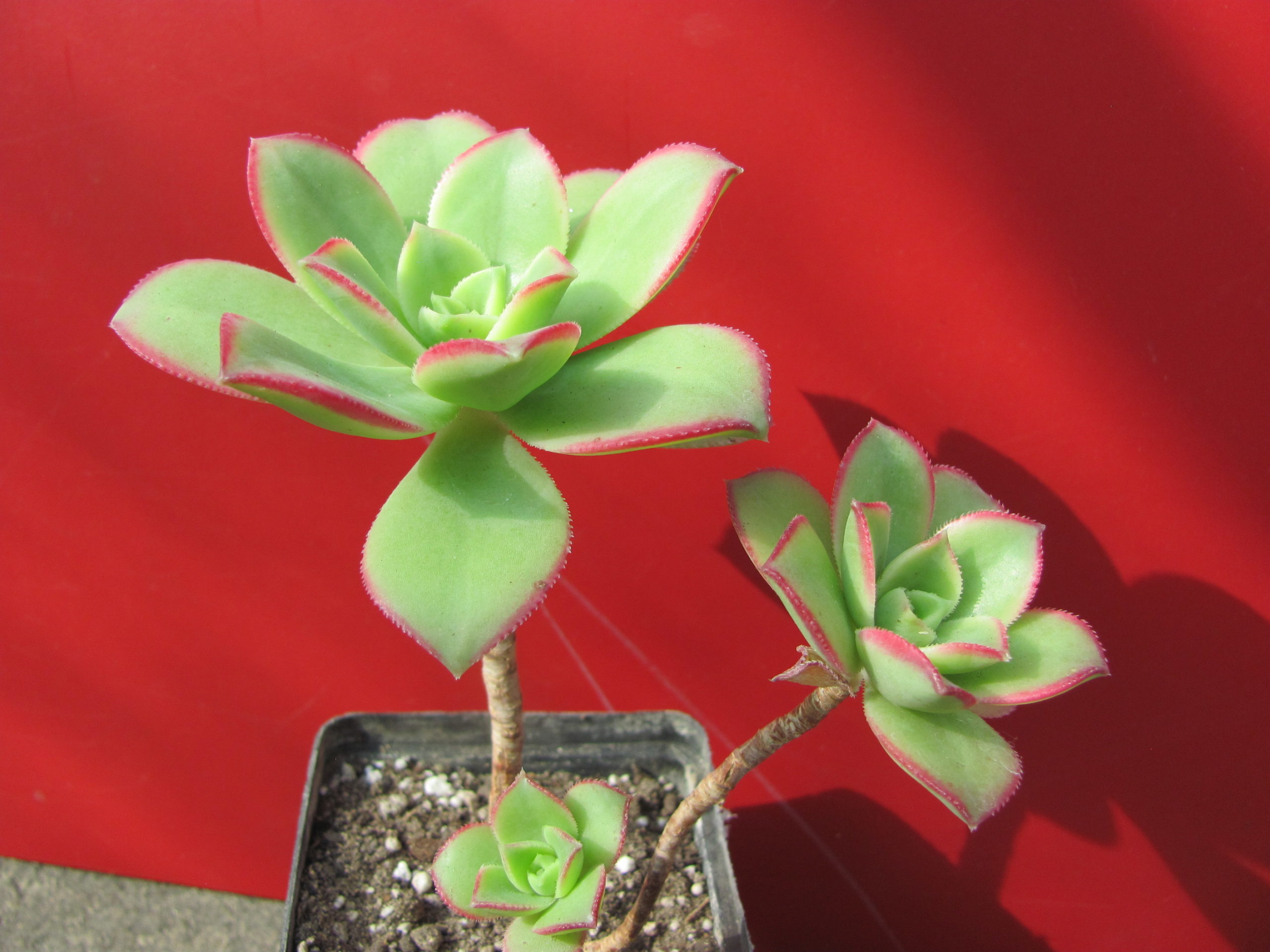 Aeonium   Kiwi