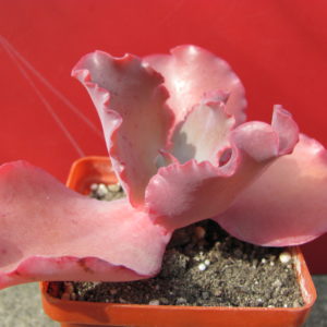 Echeveria   Silveron Red