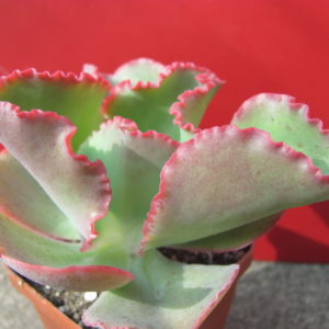Echeveria  Dick Pink